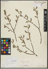 Foto von Salix aurita L.